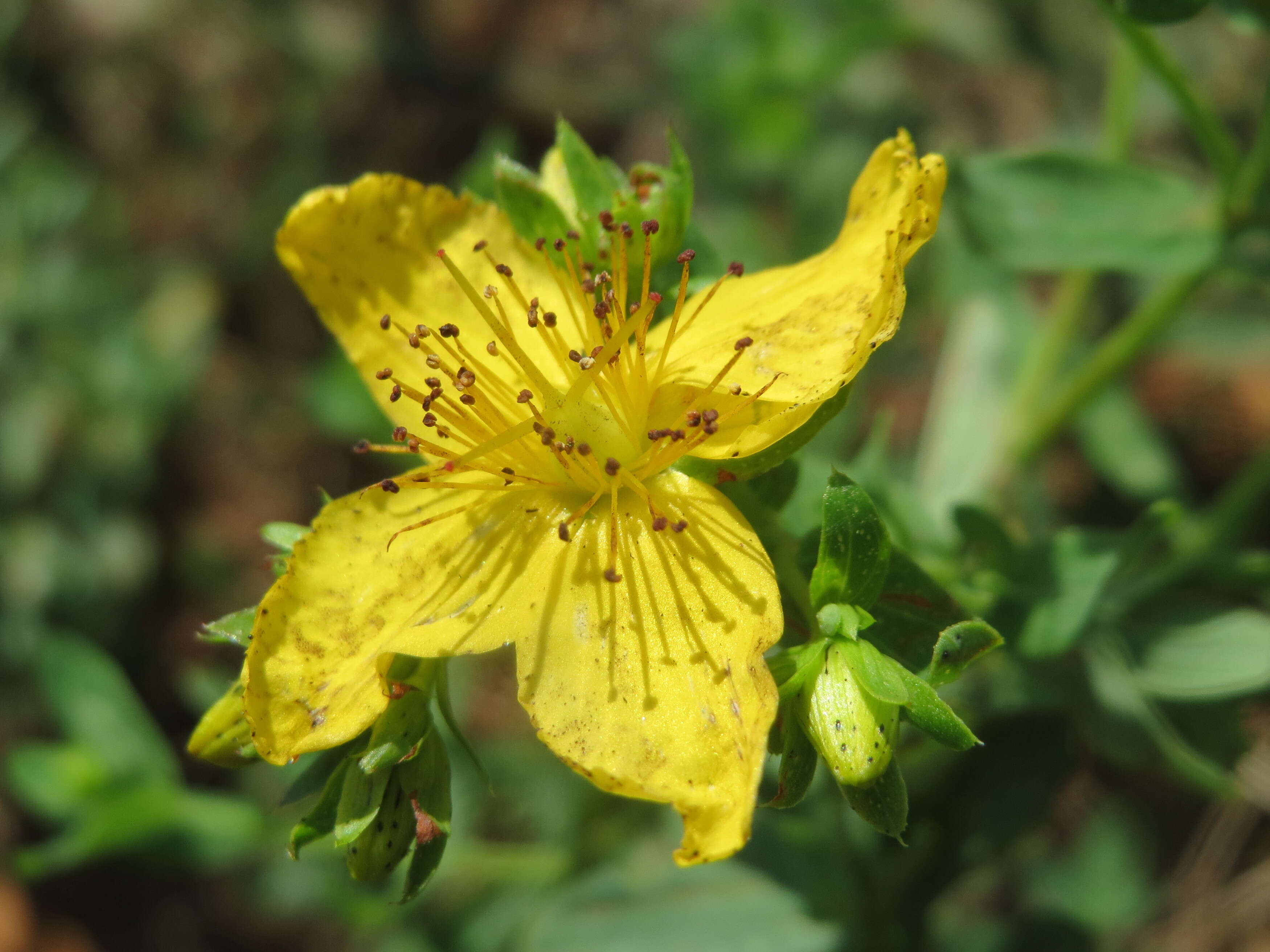 Image of spotted St. Johnswort