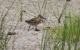 Image of Short-billed Dowitcher