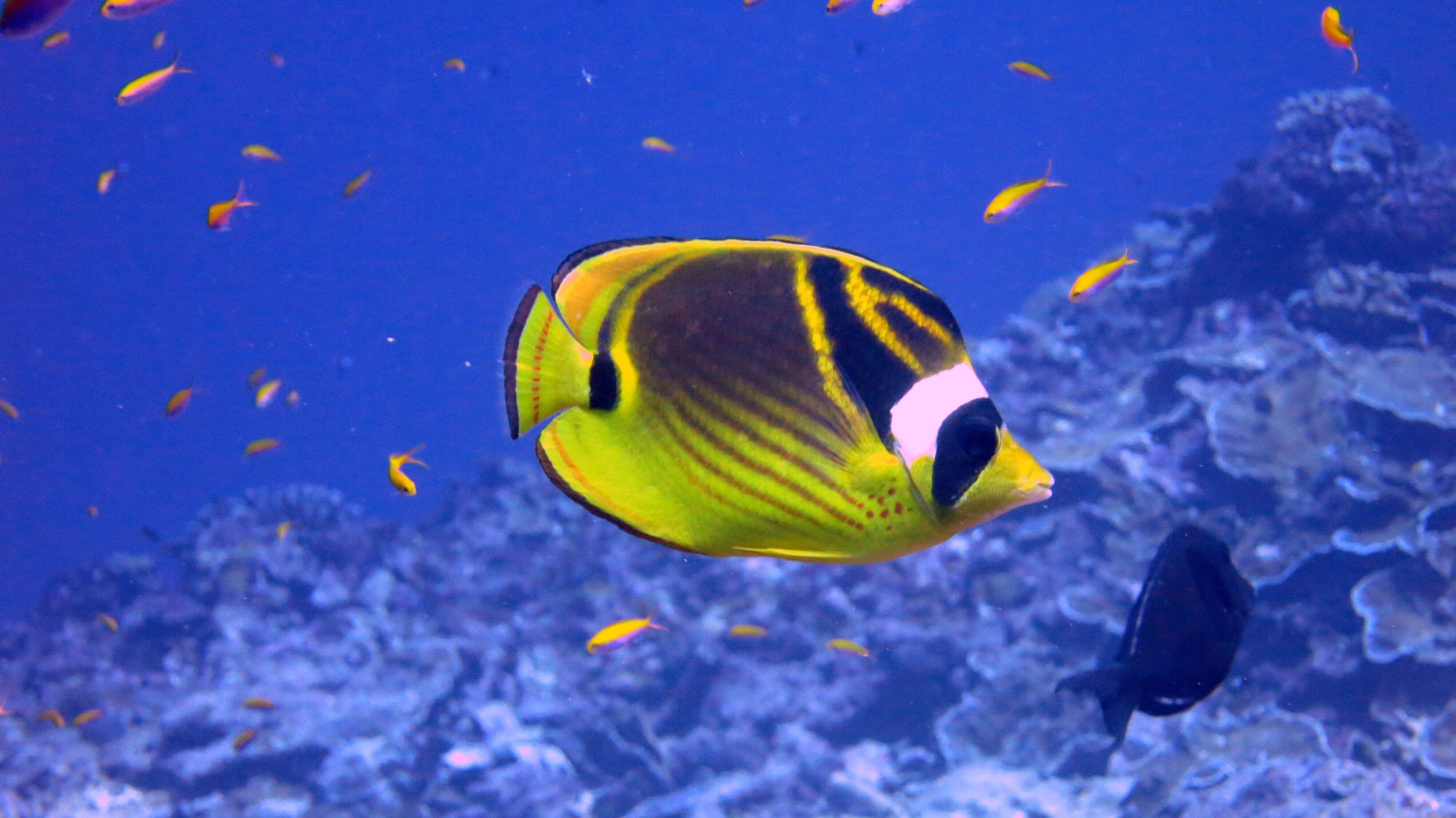 Image of Halfmoon Butterflyfish