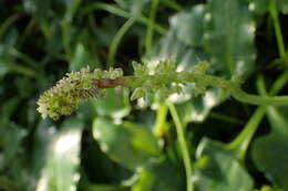 Image of Drimiopsis maculata Lindl. & Paxton