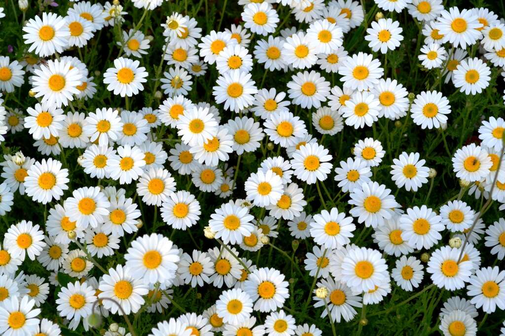 Anthemis arvensis L. resmi