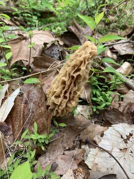 Plancia ëd Morchella esculenta (L.) Pers. 1801