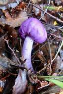 Слика од Cortinarius porphyroideus Peintner & M. M. Moser 2002