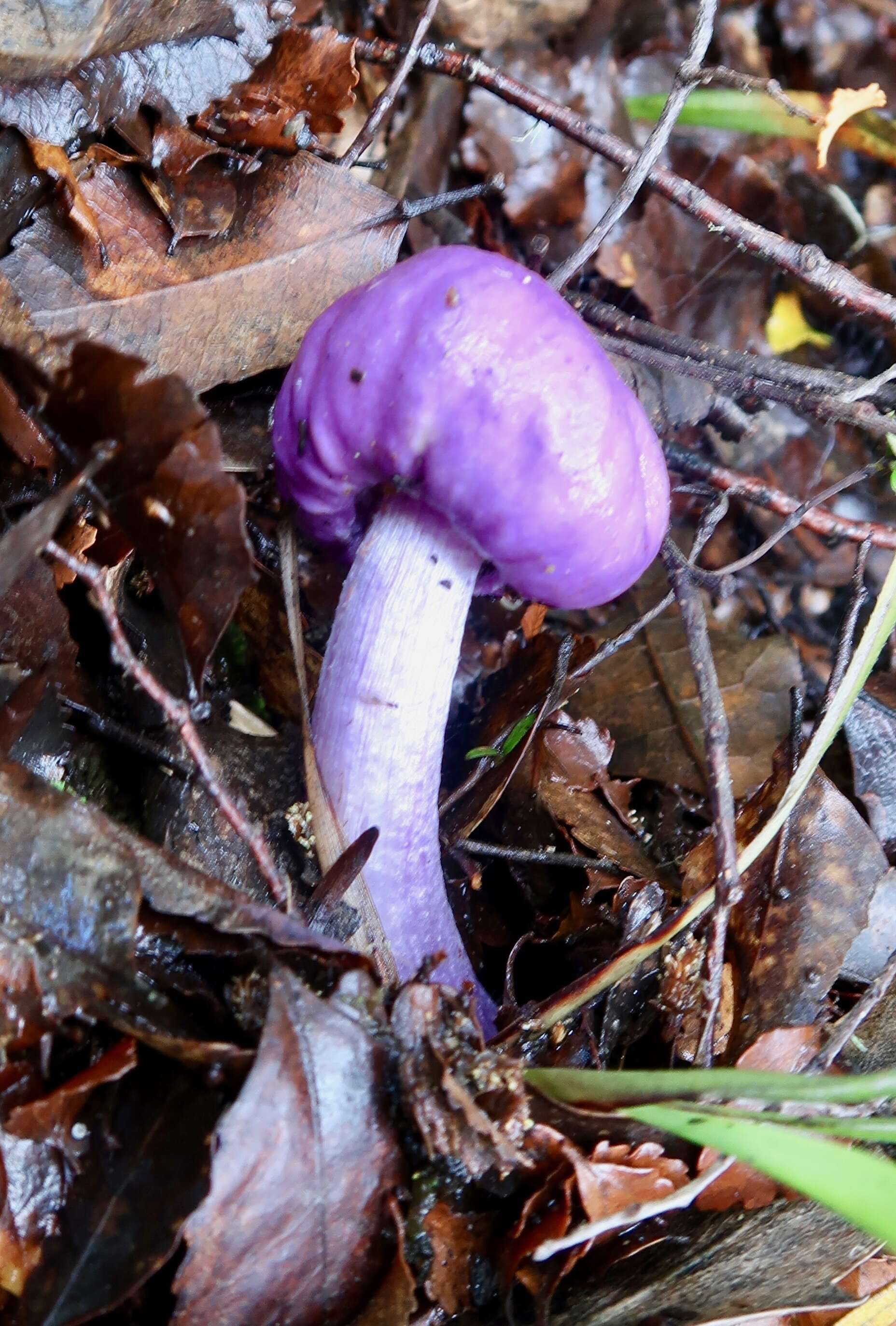 Слика од Cortinarius porphyroideus Peintner & M. M. Moser 2002