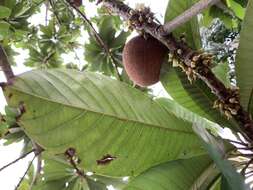 Image of mammee sapote