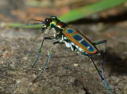 Image de Cicindela (Cosmodela) duponti Dejean 1826