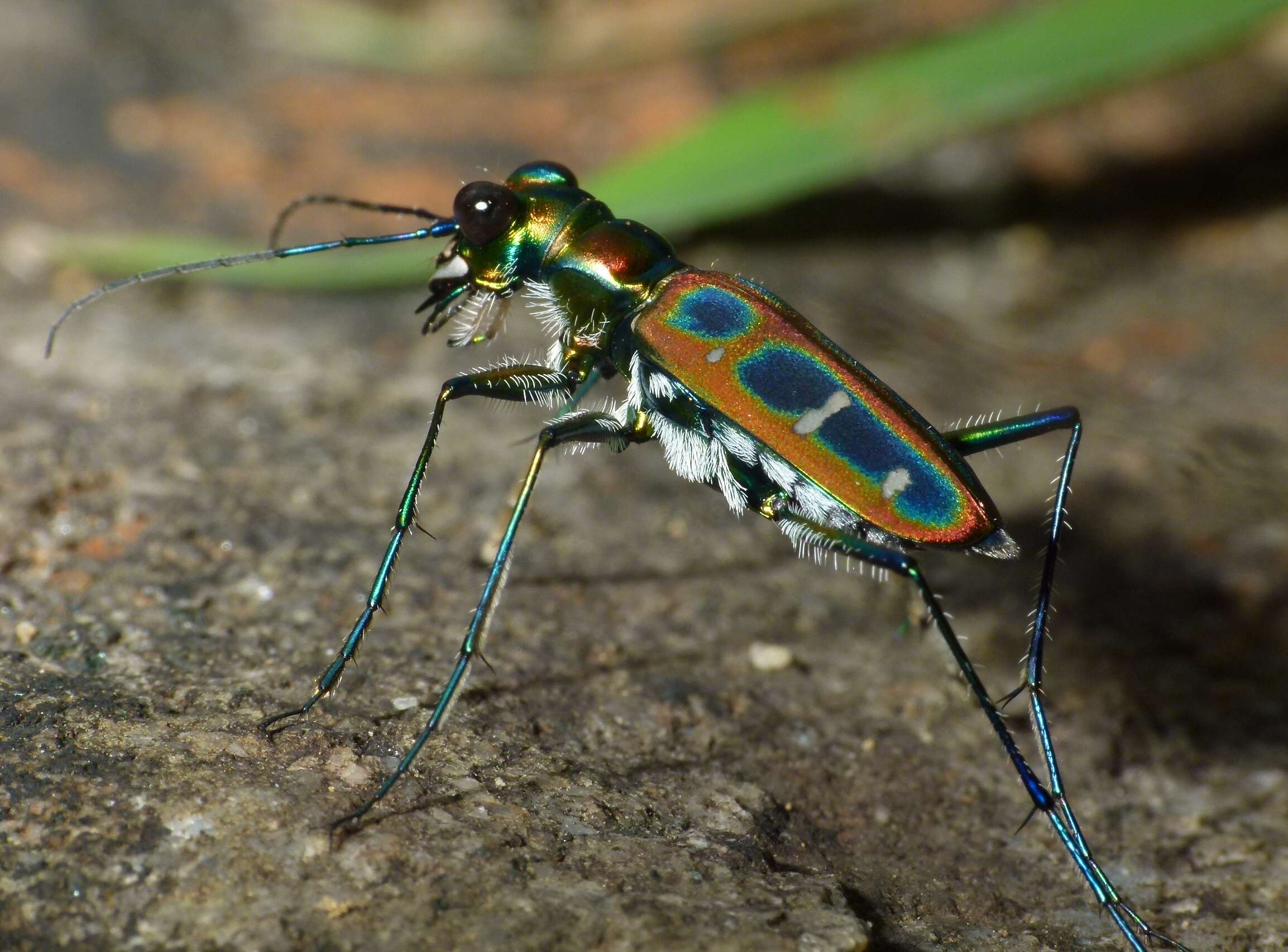 Image of Cicindela (Cosmodela) duponti Dejean 1826