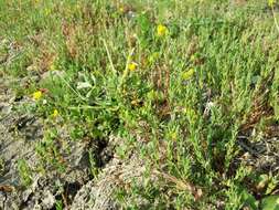 Image of hairy buttercup