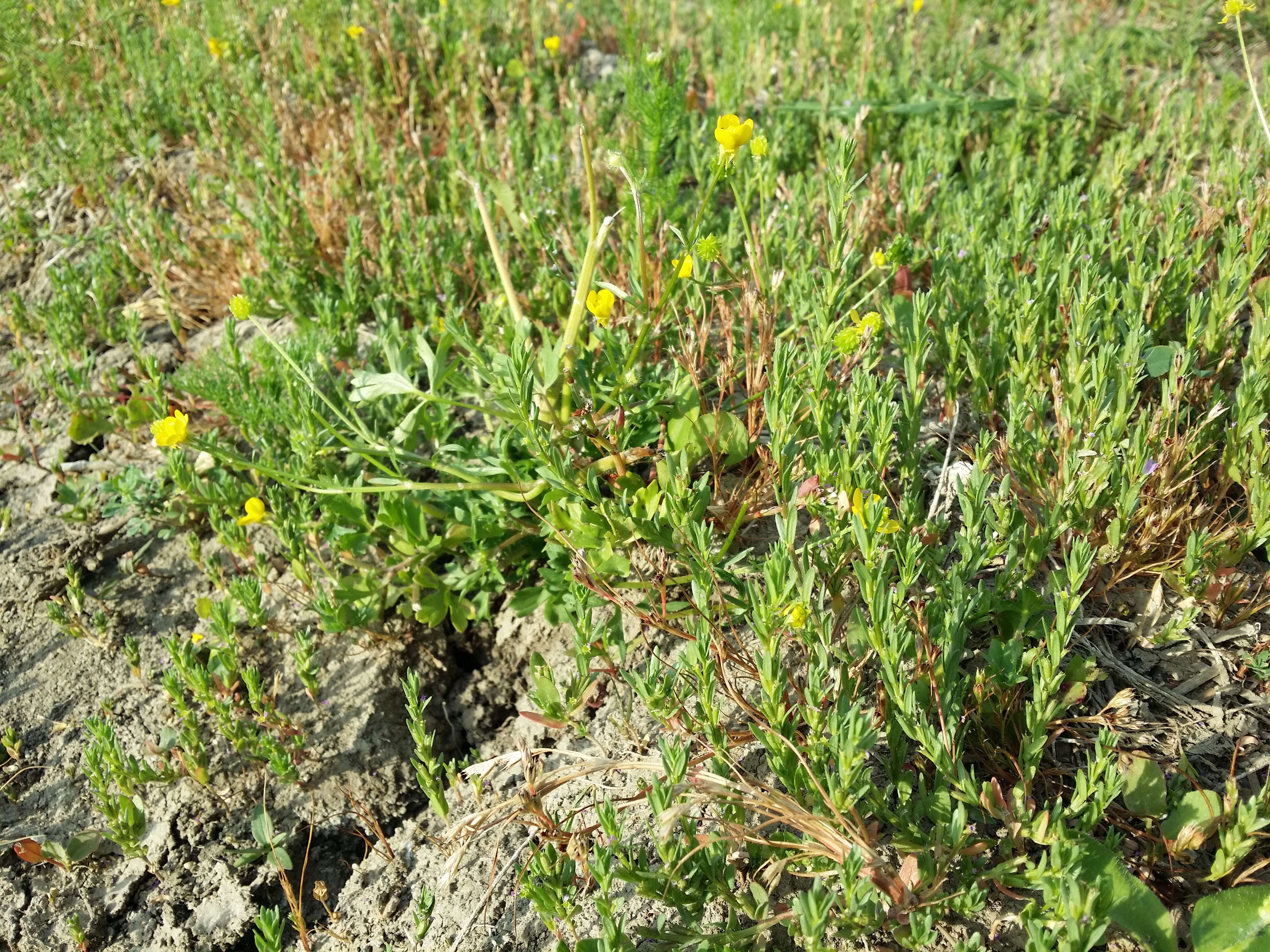 Image of hairy buttercup