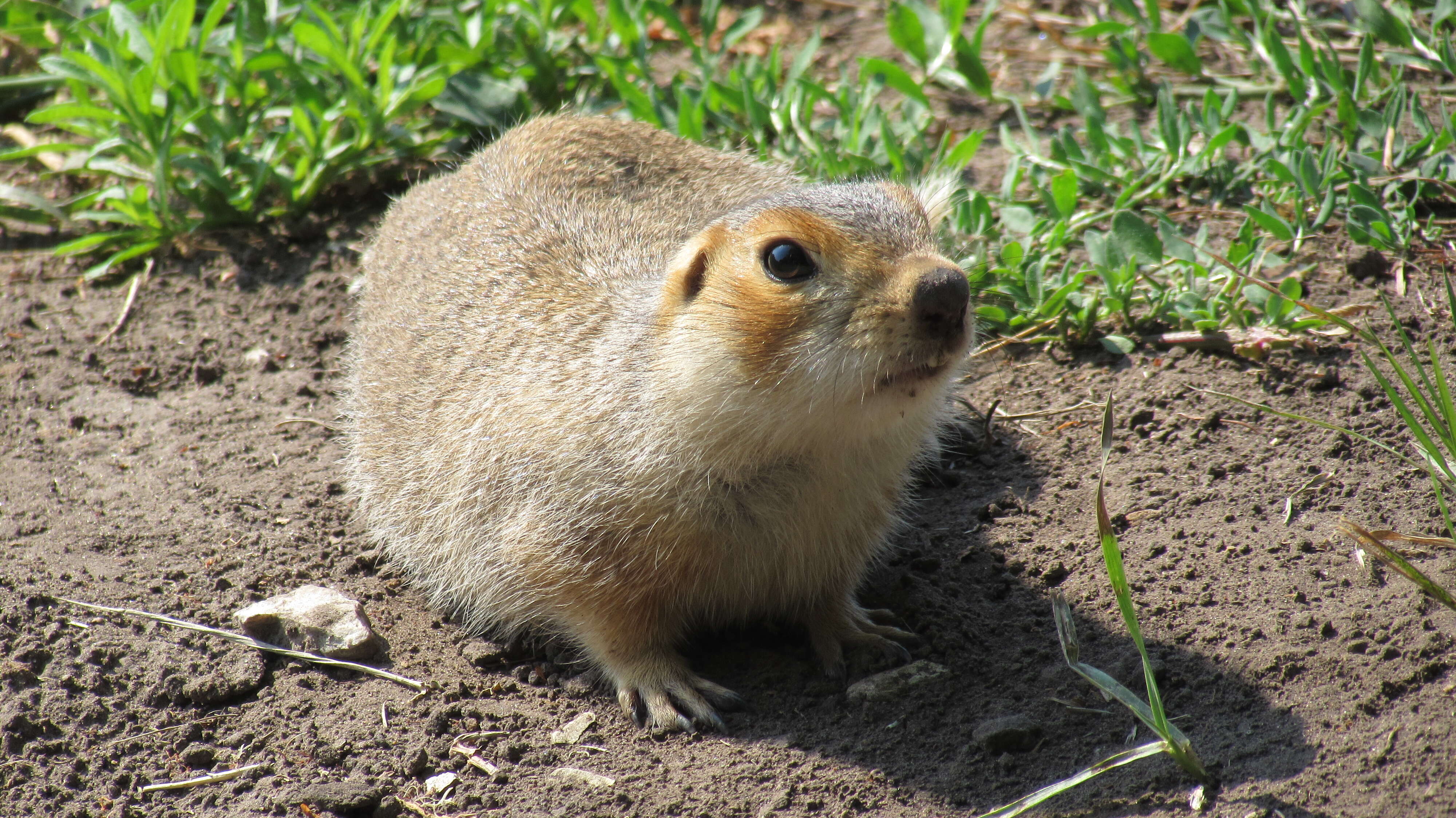 Image of Russet Ground Squirrel