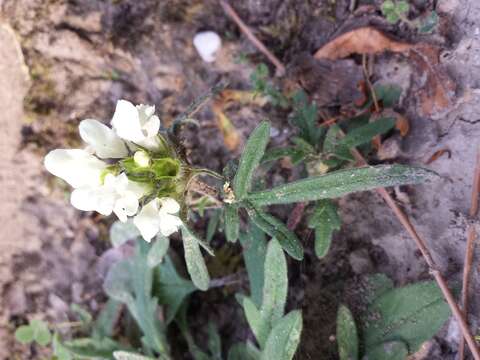 Image of cutleaf selfheal