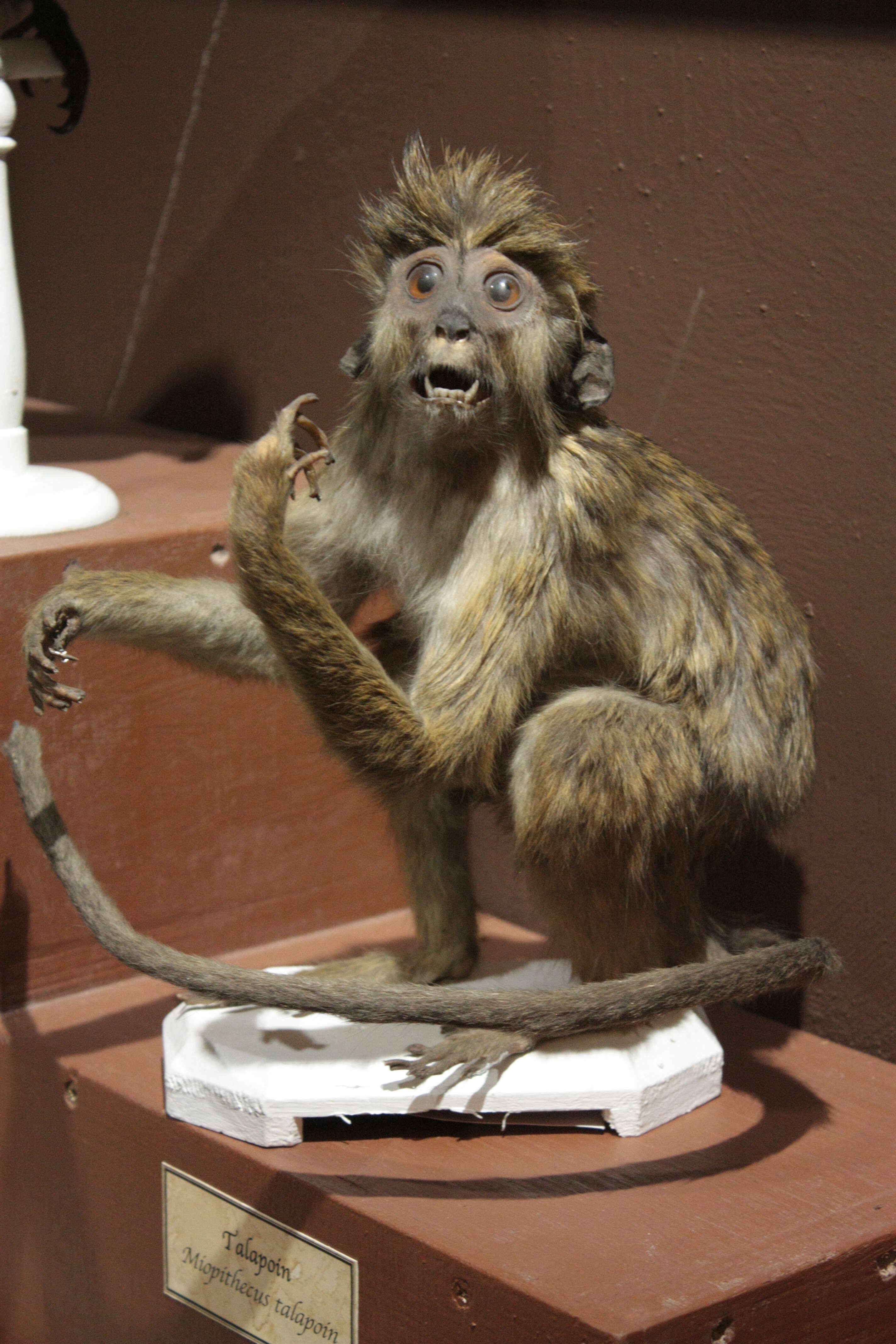 Image of Angolan Talapoin