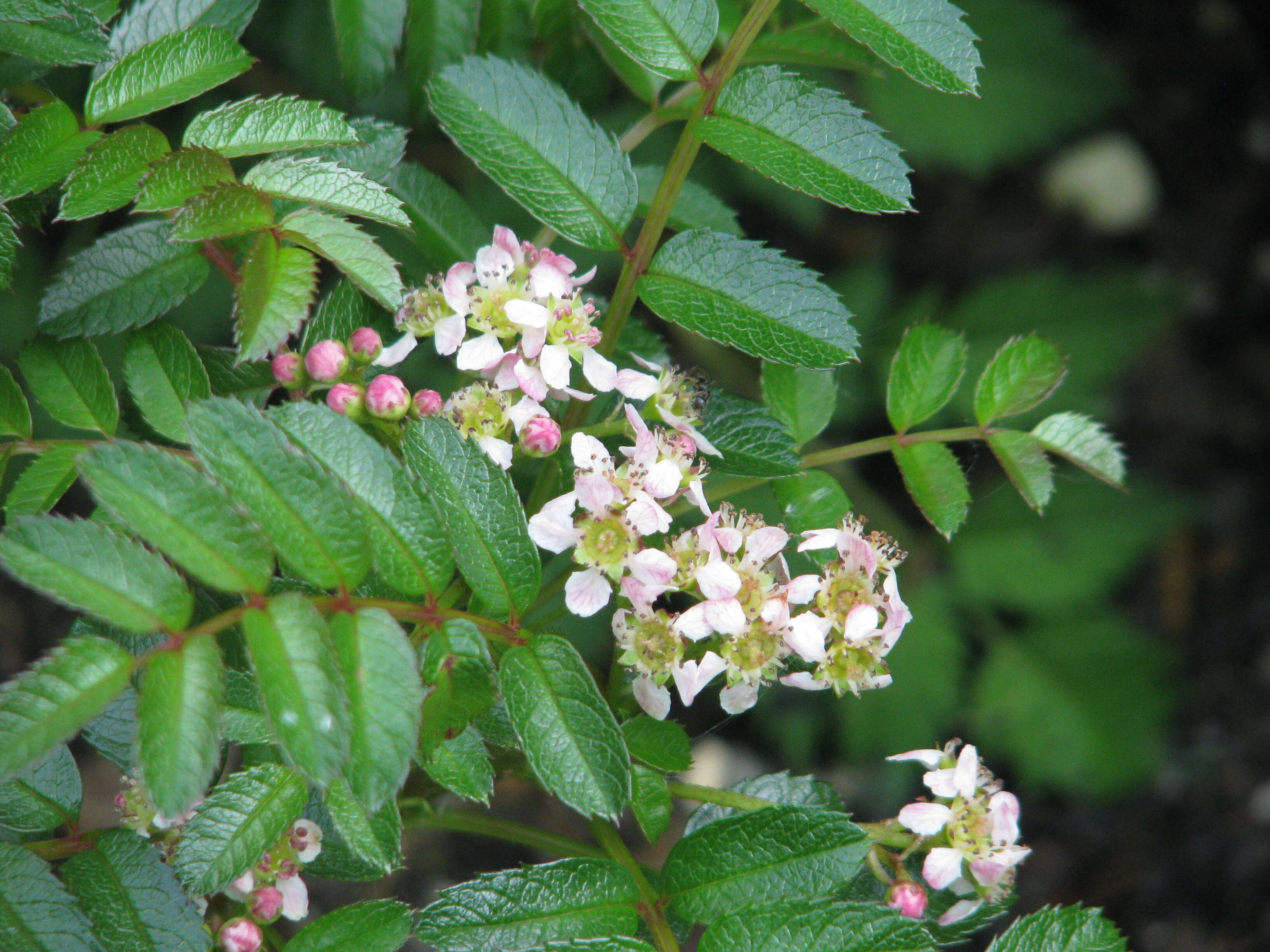 Image of Sorbus poteriifolia Hand.-Mazz., Anz. Kaiserl. Akad. Wiss. Wien & Math.-Naturwiss. Kl.