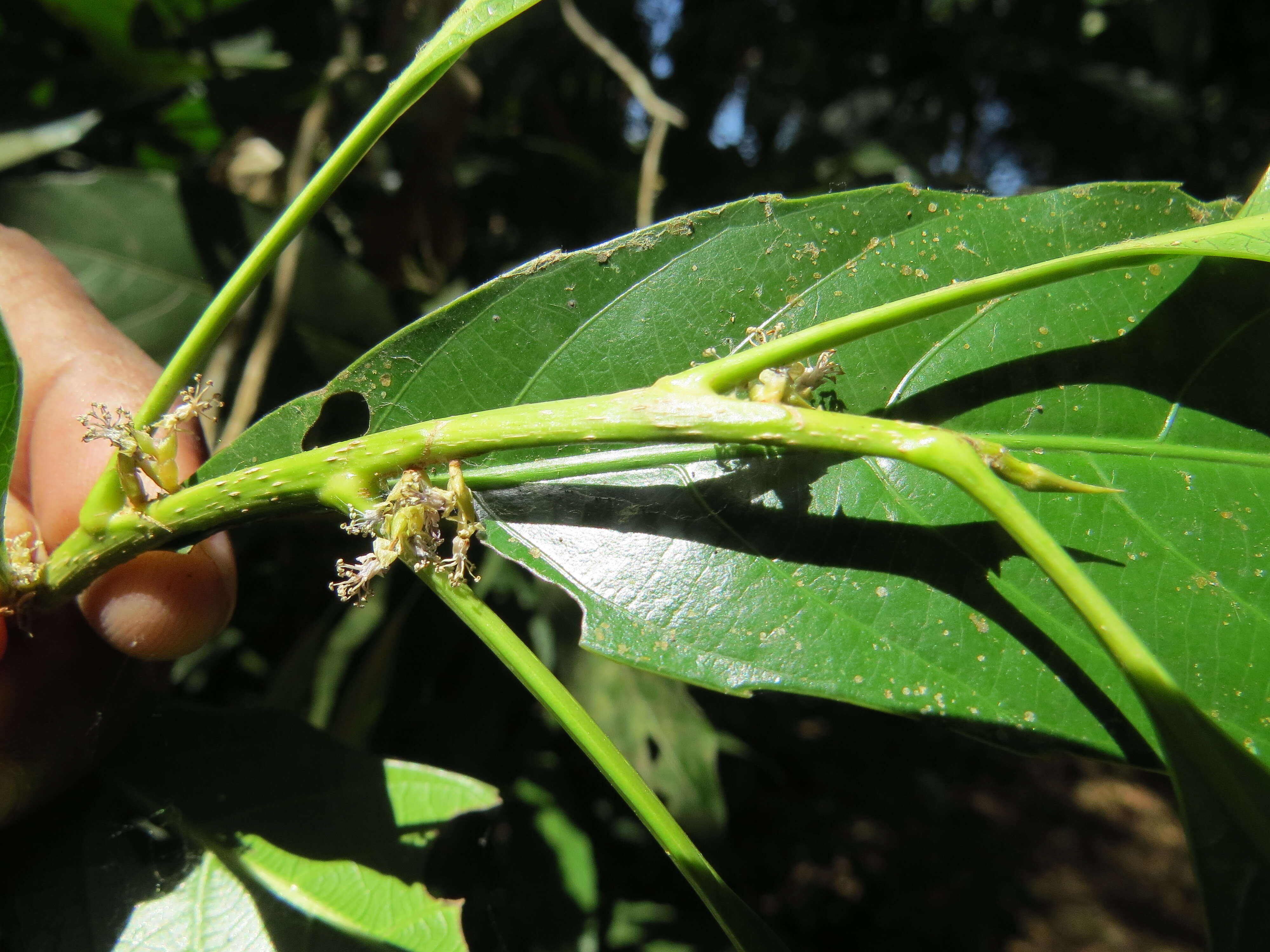 Image of Agrostistachys indica Dalzell