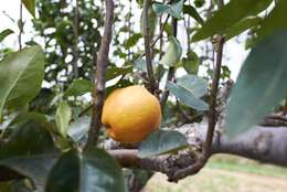 Image of Chinese pear