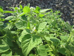 Image of European Black Nightshade