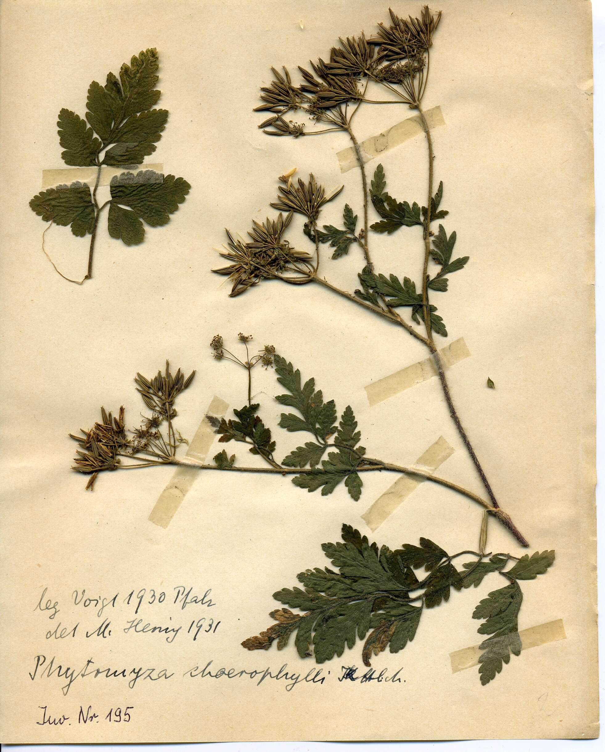 Image of Chaerophyllum hirsutum L.