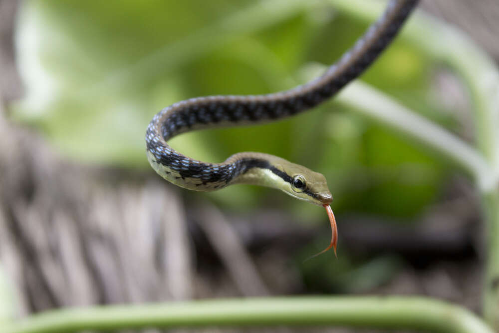 Image of Daudin's bronzeback