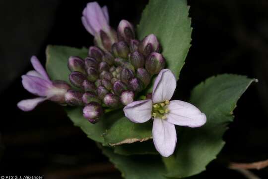 Imagem de Noccaea fendleri subsp. glauca (A. Nelson) Al-Shehbaz & M. Koch