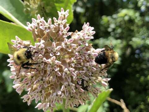 Image of Eastern Carpenter Bee