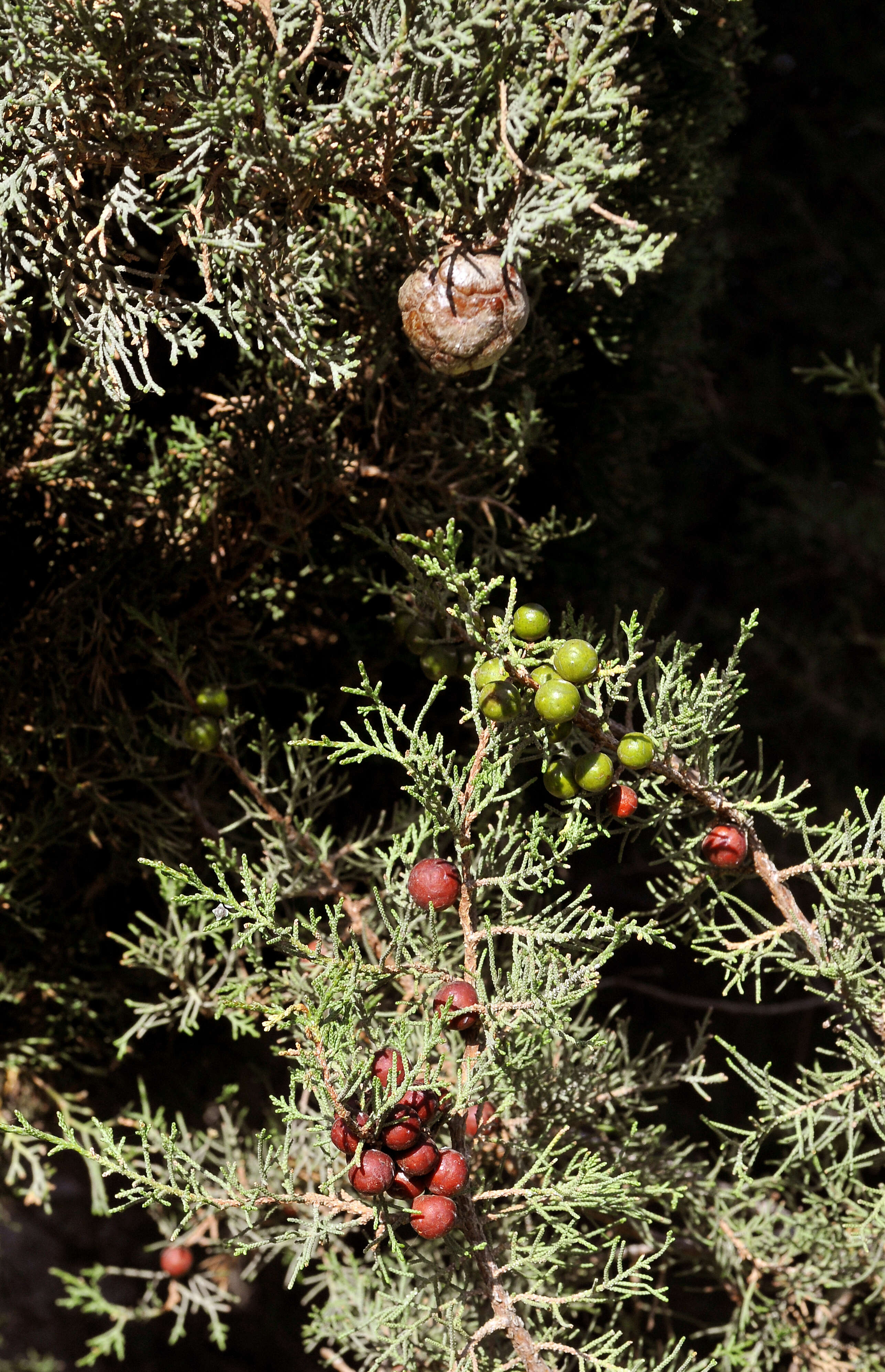 Image of Juniperus phoenicea subsp. turbinata (Guss.) Nyman