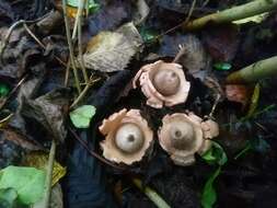 Image of Collared Earthstar