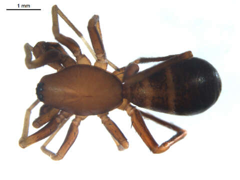 Image of Castianeira trilineata (Hentz 1847)