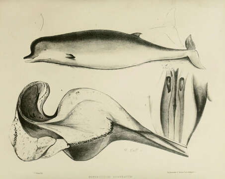 Image of Hyperoodon Lacépède 1804