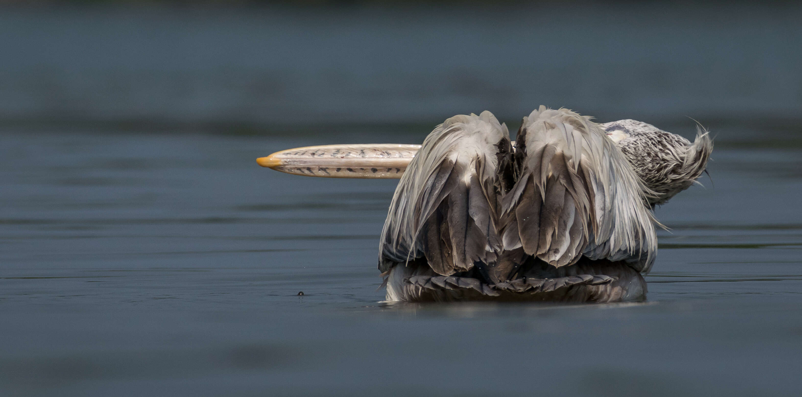 Image of Grey Pelican