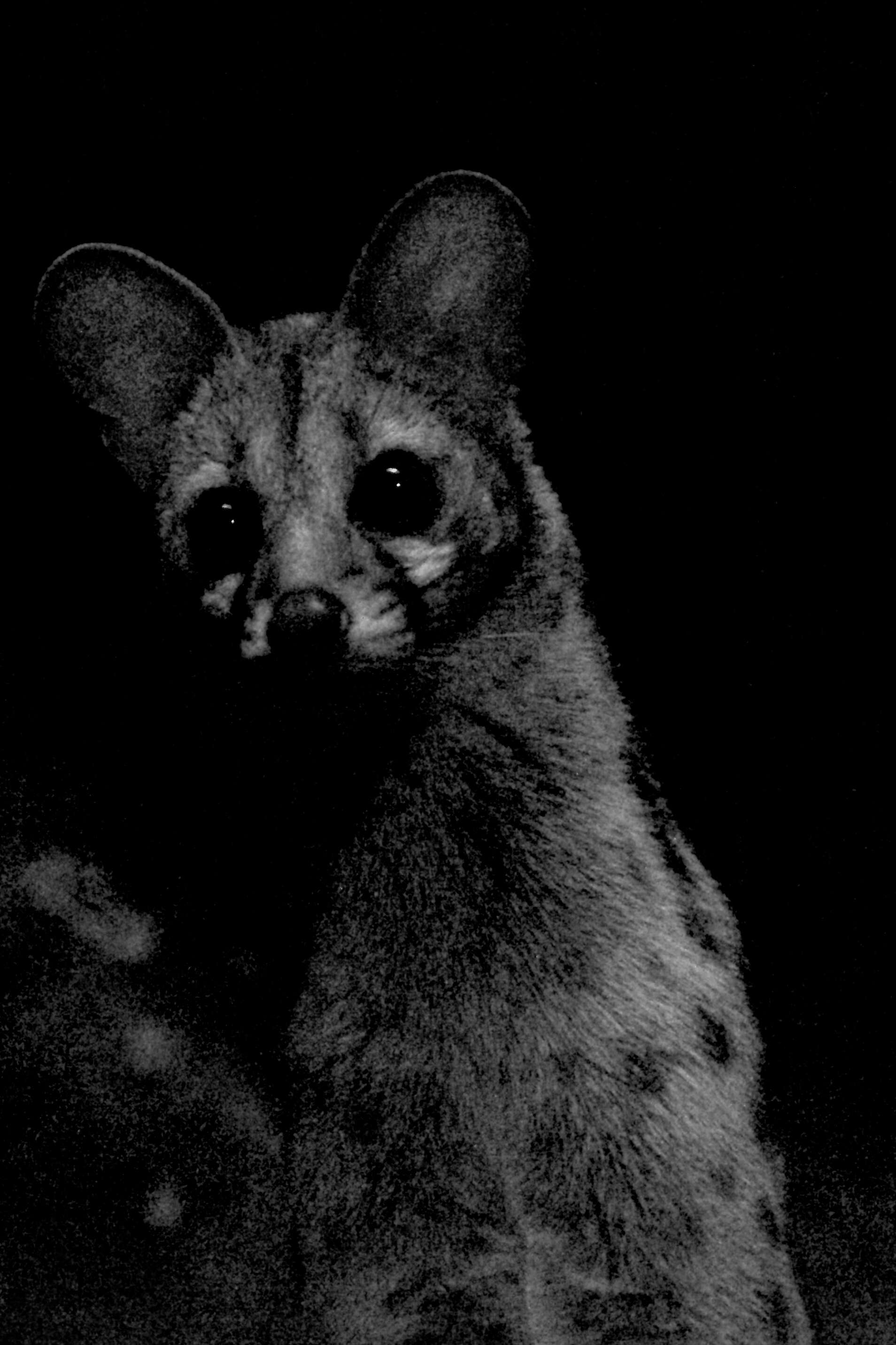 Image of Cape Genet