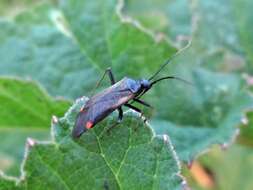 Adelphocoris seticornis (Fabricius 1775)的圖片