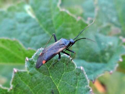 Adelphocoris seticornis (Fabricius 1775)的圖片