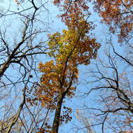 Image of Chestnut Oak