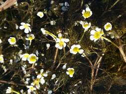 Image of Ranunculus rionii Lagger