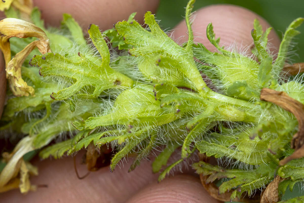 Image of Lousewort