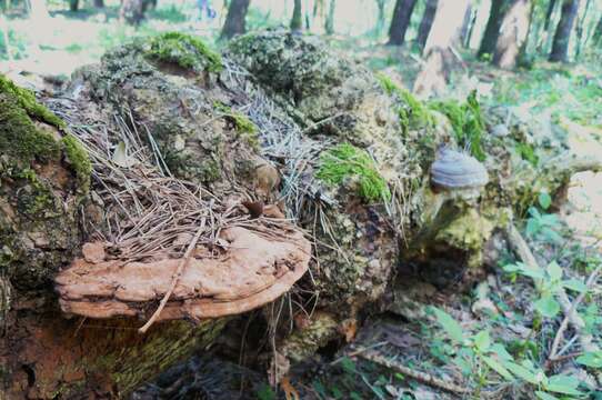 Image of Ganoderma applanatum