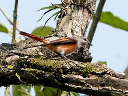 Image of Rosy Minivet