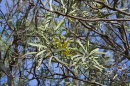 Image de Korthalsella rubra (Tieghem) Endl.