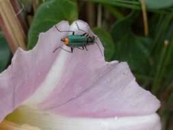 Image de Clanoptilus marginellus