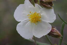 Image of White Rock-rose