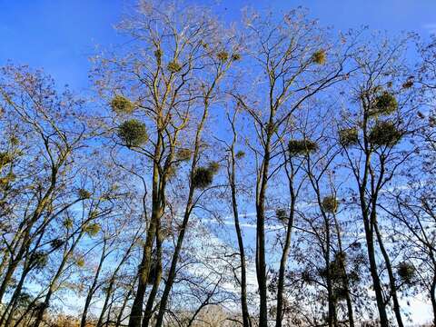 Image of European mistletoe