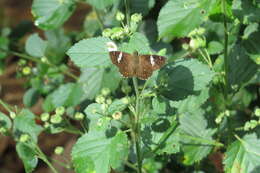 Celaenorrhinus leucocera Kollar 1848 resmi