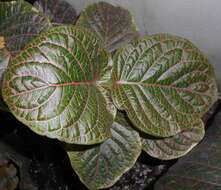 Fittonia gigantea Linden resmi