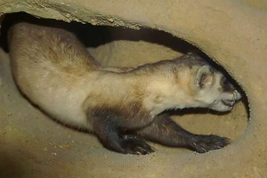 Image of Black-footed Ferret