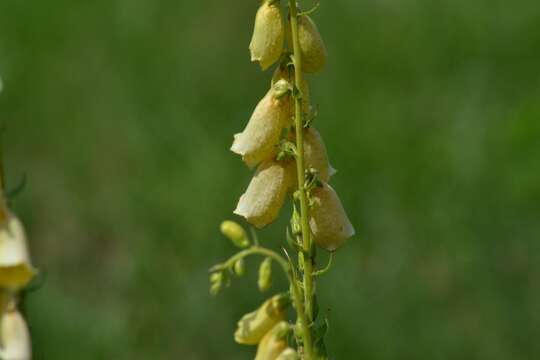 Imagem de Digitalis grandiflora Mill.