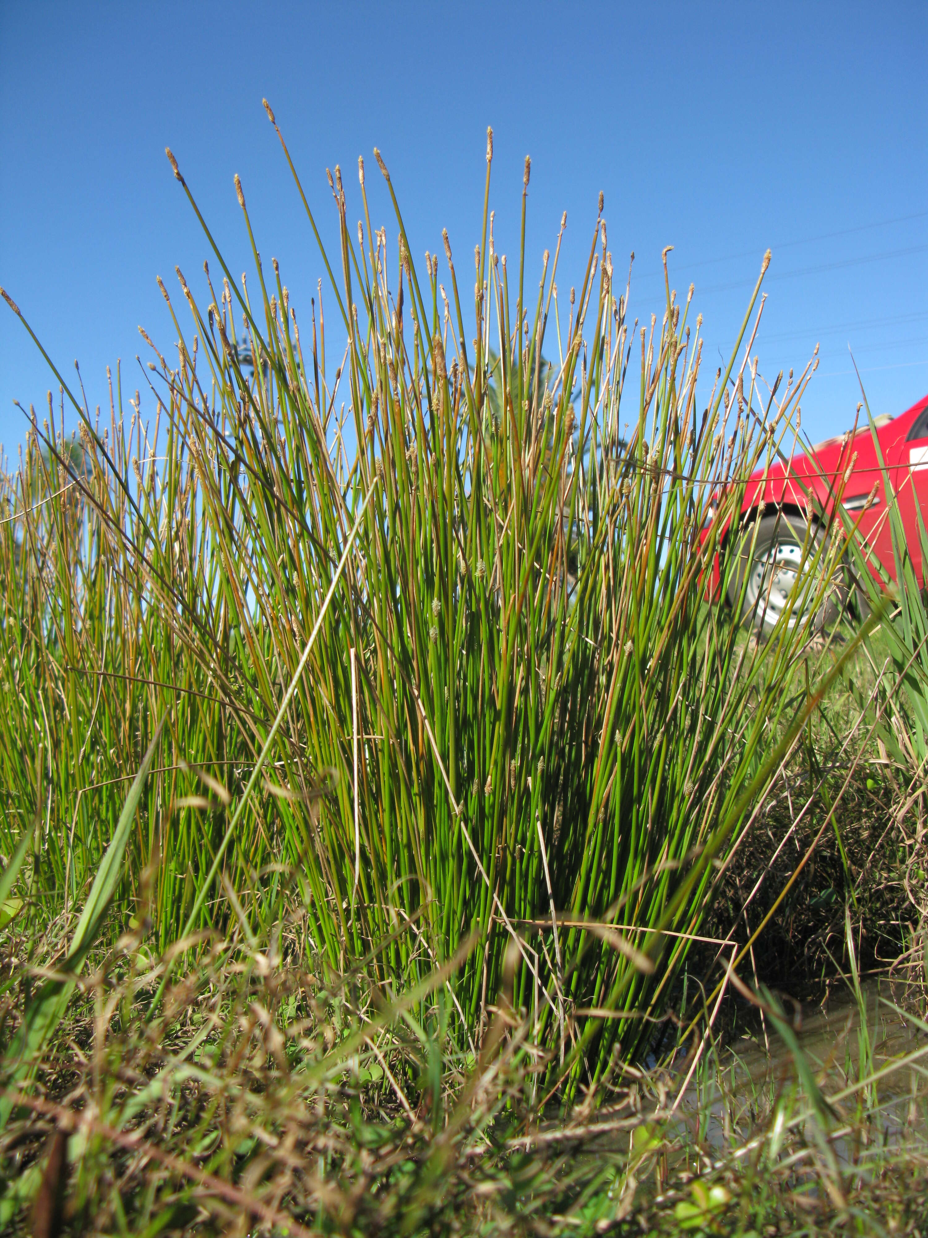 صورة Eleocharis cylindrostachys Boeckeler