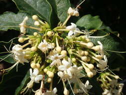 Imagem de Clerodendrum floribundum R. Br.