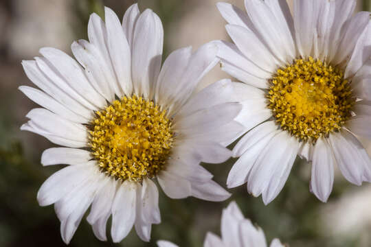 Image of basin fleabane