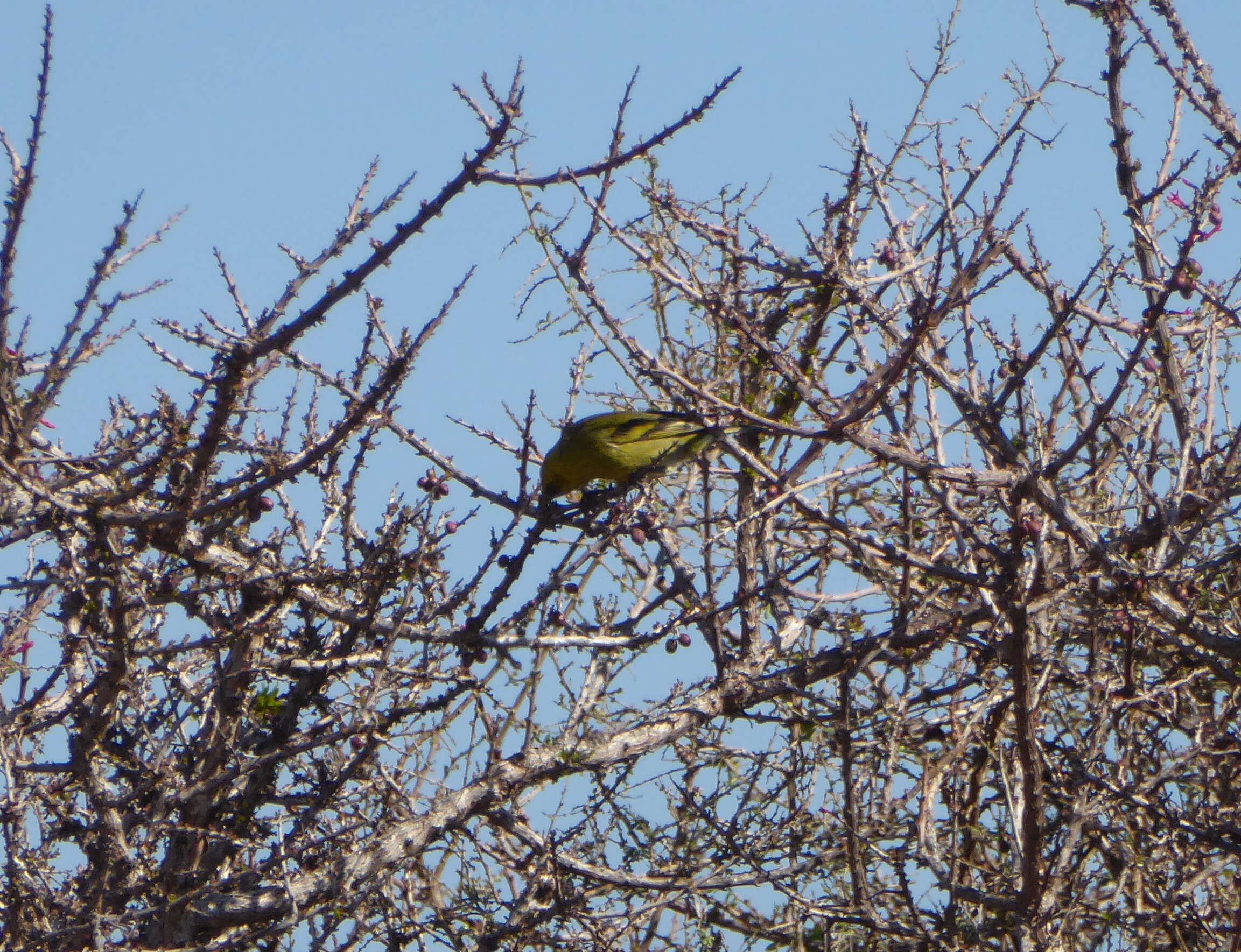 Image of Black-chinned Siskin