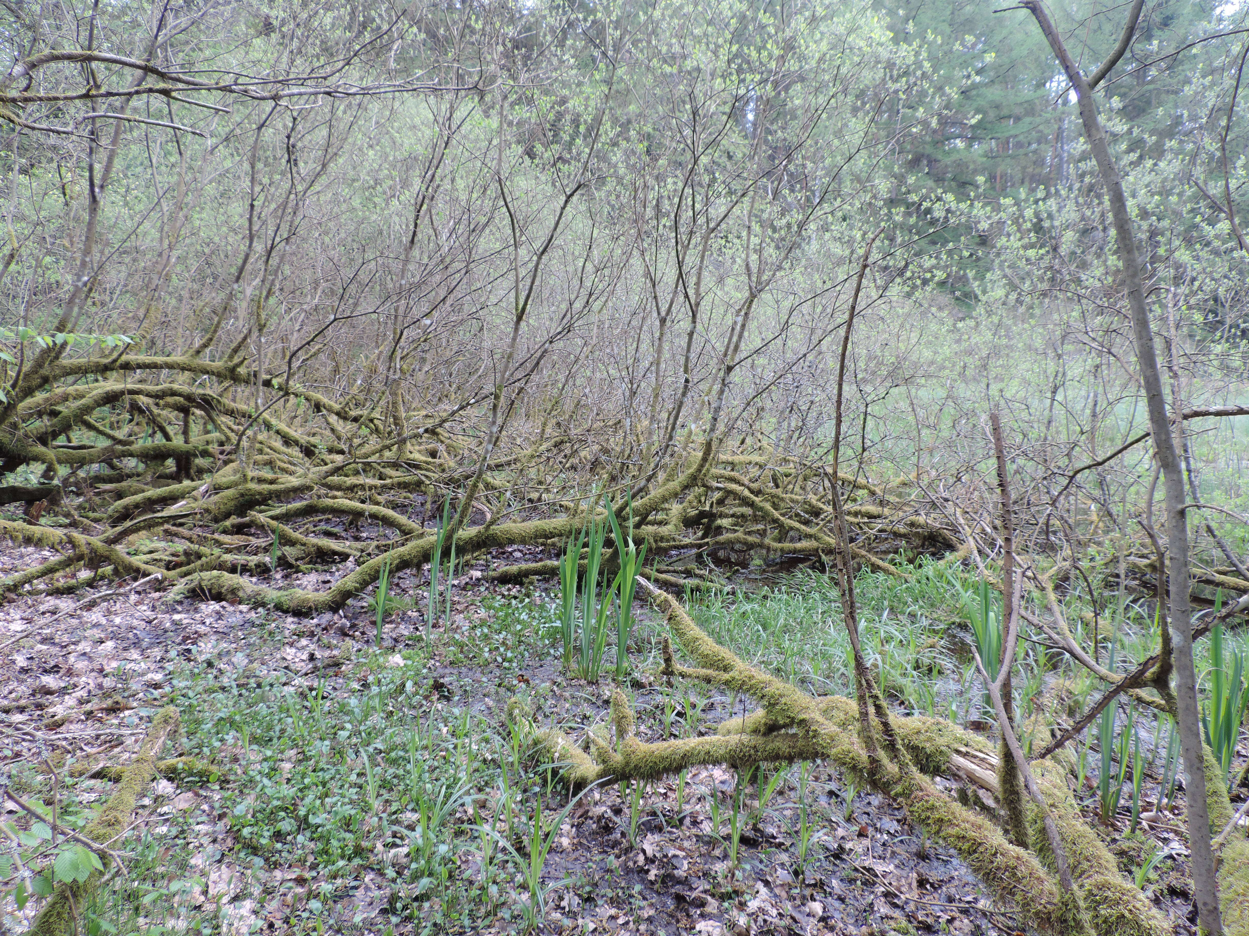 Imagem de Salix cinerea L.